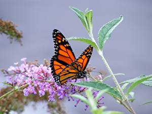 Bureaubladachtergronden Insecten Vlinders Monarchvlinder een dier