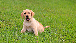 Pictures Dogs Retriever Puppy animal