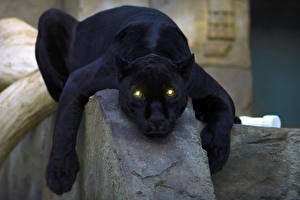 Sfondi desktop Pantherinae Pantera nera Sguardo Zampe Il muso Animali