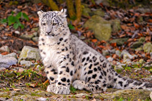 Pictures Big cats Snow leopards Animals