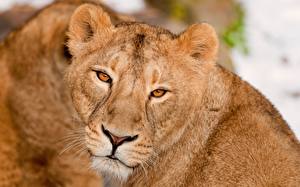 Fotos Große Katze Löwe Löwin Tiere