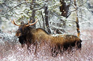 Picture Moose Animals