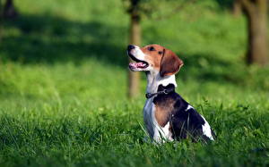 Bakgrunnsbilder Hund Beagle Dyr