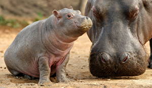 Papel de Parede Desktop Hipopótamos Animalia