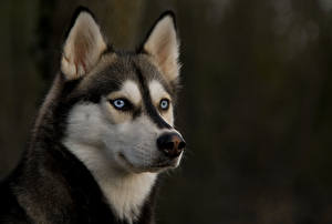 Bureaubladachtergronden Hond Siberische husky Huskies een dier