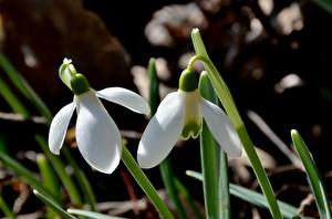 Pictures Snowdrops  Flowers