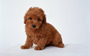 Pictures Dogs Poodle Puppies animal