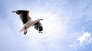 Image Bird Gull