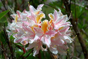 Papel de Parede Desktop Rododendro Flores