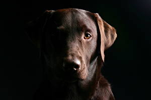 Picture Dogs Retriever Black background Animals