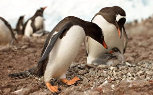 Papel de Parede Desktop Pinguim animalia
