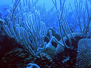 Papel de Parede Desktop Mundo subaquático Corais Animalia