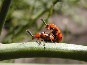 Hintergrundbilder Insekten Käfer ein Tier