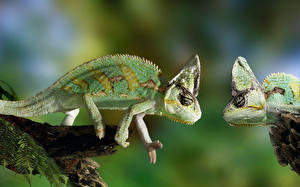 Sfondi desktop Reptilia Animali