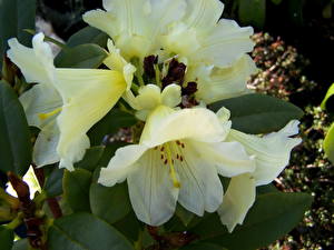 Bakgrunnsbilder Rhododendron Blomster