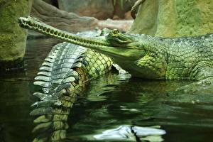 Papel de Parede Desktop Crocodilos