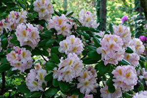 Bilder Rhododendren Blumen