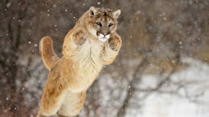 Desktop hintergrundbilder Große Katze Puma Leaping Cougar Tiere