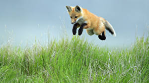 Bureaubladachtergronden Een vos Leaping Red Fox Pup, Saskatchewan