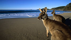 デスクトップの壁紙、、カンガルー、Eastern Grey Kangaroos on the Beach, Australia、