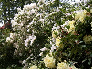 Bakgrundsbilder på skrivbordet Rododendronsläktet Blommor