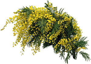 Bakgrunnsbilder Acacia dealbata blomst
