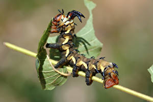 Bakgrunnsbilder Insekter Larver
