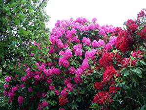 Papel de Parede Desktop Rododendro Flores