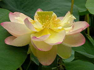 Image Nymphaea flower
