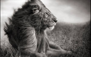 Photo Big cats Lions Black and white animal