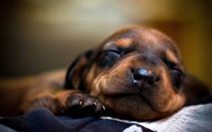 Picture Dogs Dachshund Puppies animal