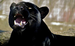 Sfondi desktop Pantherinae Pantera nera