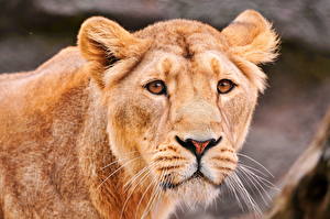 Bakgrundsbilder på skrivbordet Pantherinae Lejon Lioness
