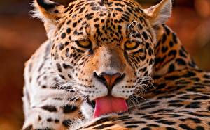 Fondos de escritorio Grandes felinos Jaguares animales