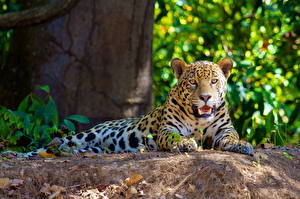 Tapety na pulpit Wielkie koty Jaguar amerykański Zwierzęta