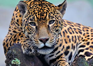 Photo Big cats Jaguar animal