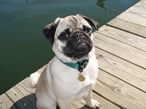 Picture Dogs Pug