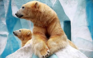 Picture Bears Polar bears