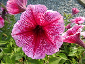Bureaubladachtergronden Petunia bloem