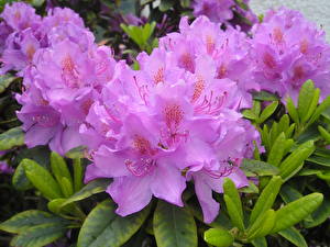 Sfondi desktop Rhododendron