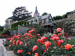 Pictures Parks Germany Gardens Eltville castle Nature