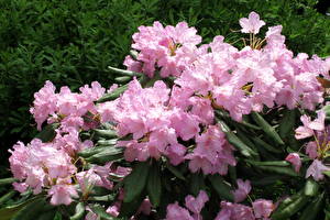 Bakgrundsbilder på skrivbordet Rododendronsläktet Blommor