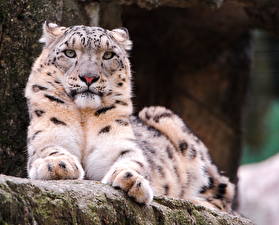 Wallpapers Big cats Snow leopards Animals