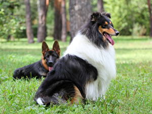 Pictures Dogs Collie  Animals