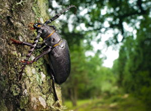 Bilder Insekten Käfer Tiere