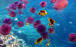 Hintergrundbilder Unterwasserwelt Qualle