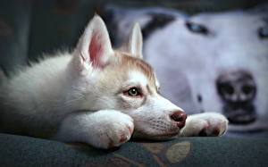 Bakgrunnsbilder Hund Sibirsk husky Valp Dyr