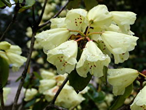 Bureaubladachtergronden Rododendron