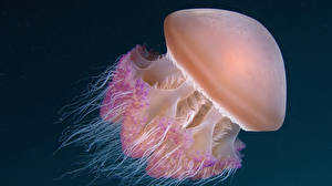 Фото Подводный мир Медузы
