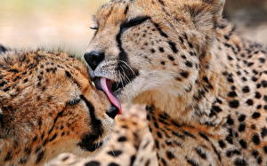 Fotos Große Katze Geparden Tiere